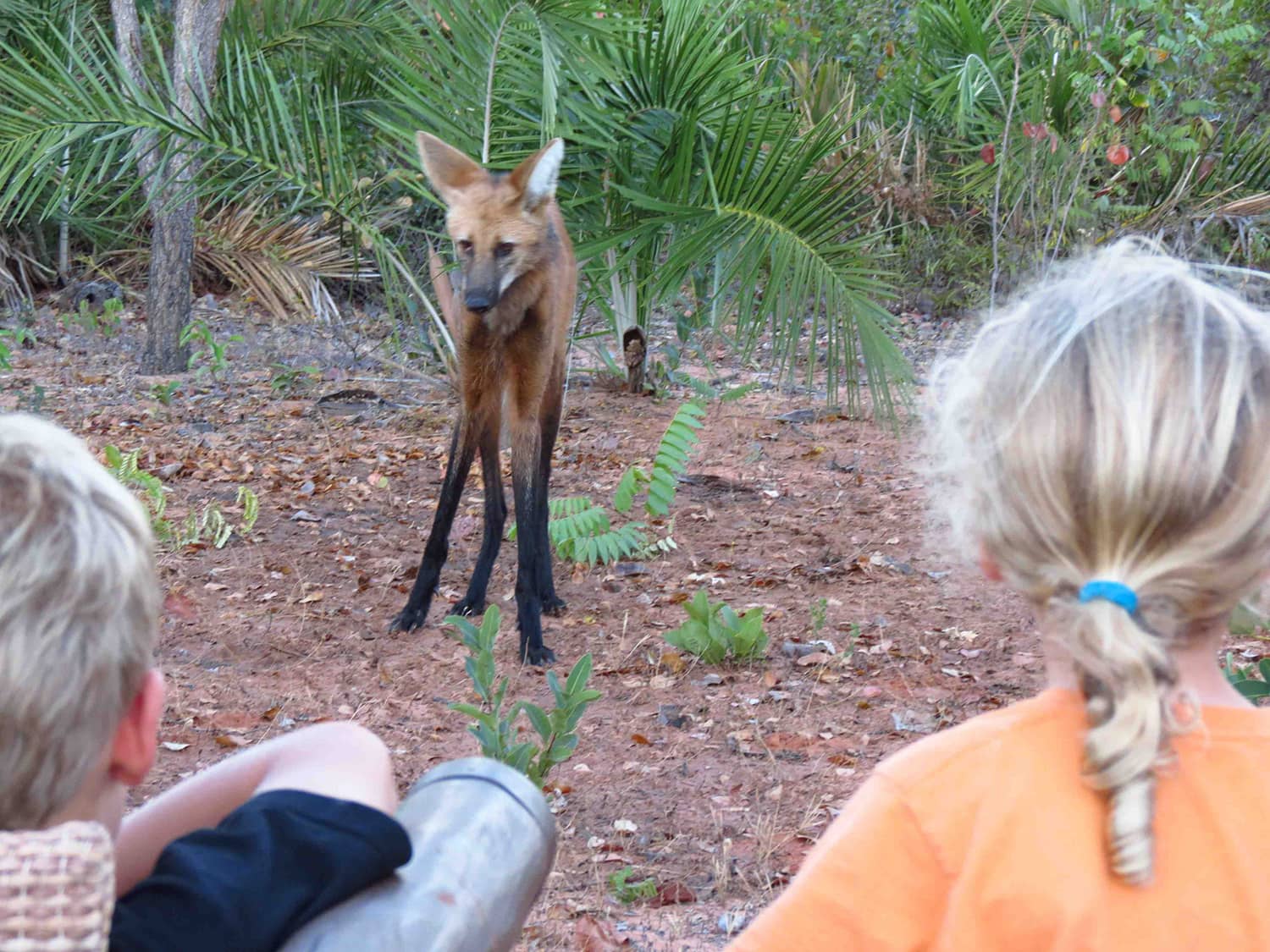 SouthWIld Wolf Camps (10)