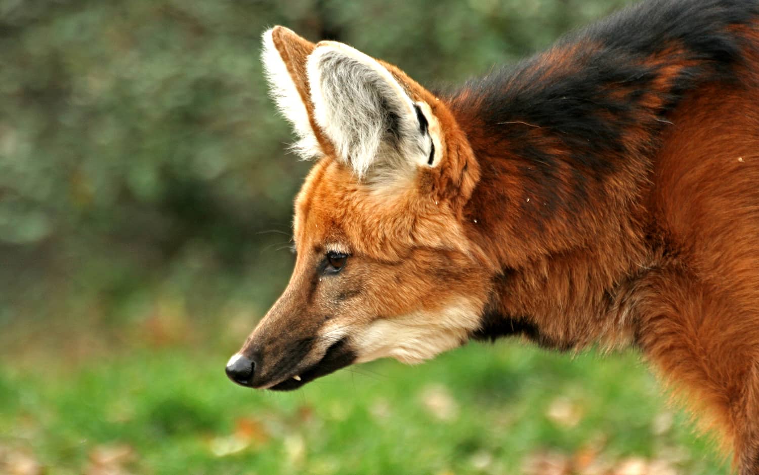 SouthWIld Wolf Camps (11)