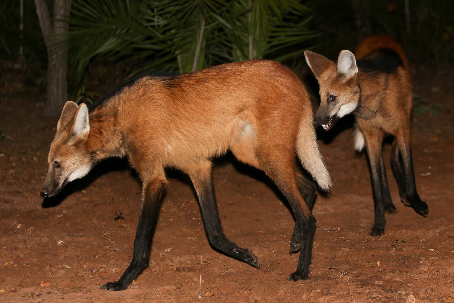 SouthWIld Wolf Camps (13)