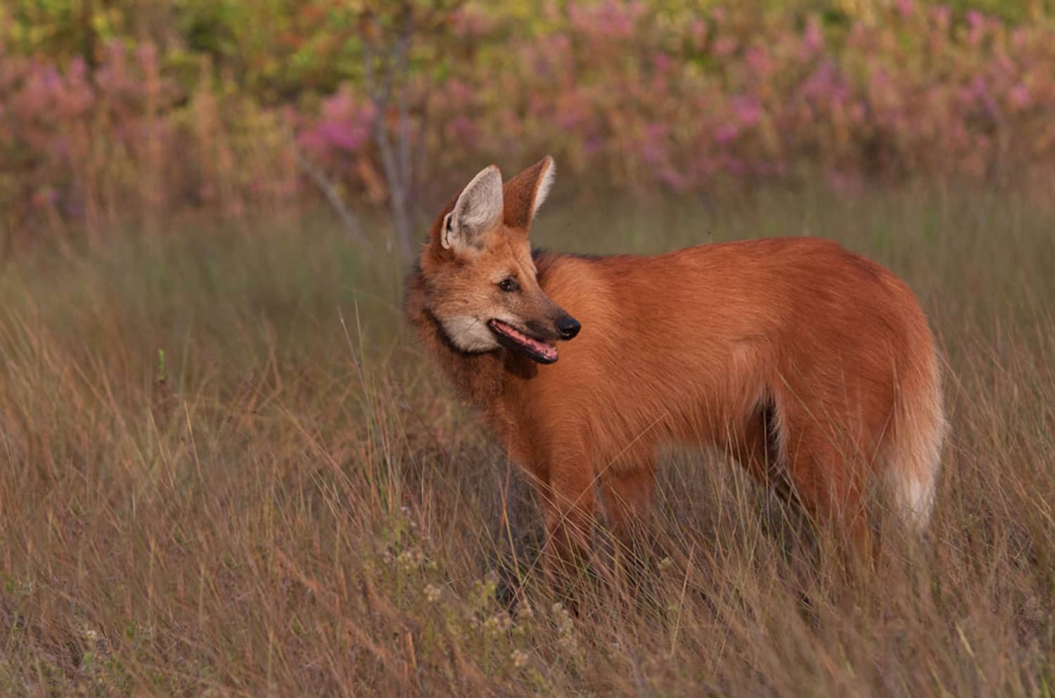 SouthWIld Wolf Camps (14)