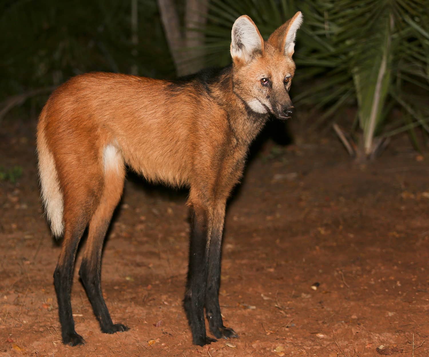 SouthWIld Wolf Camps (15)
