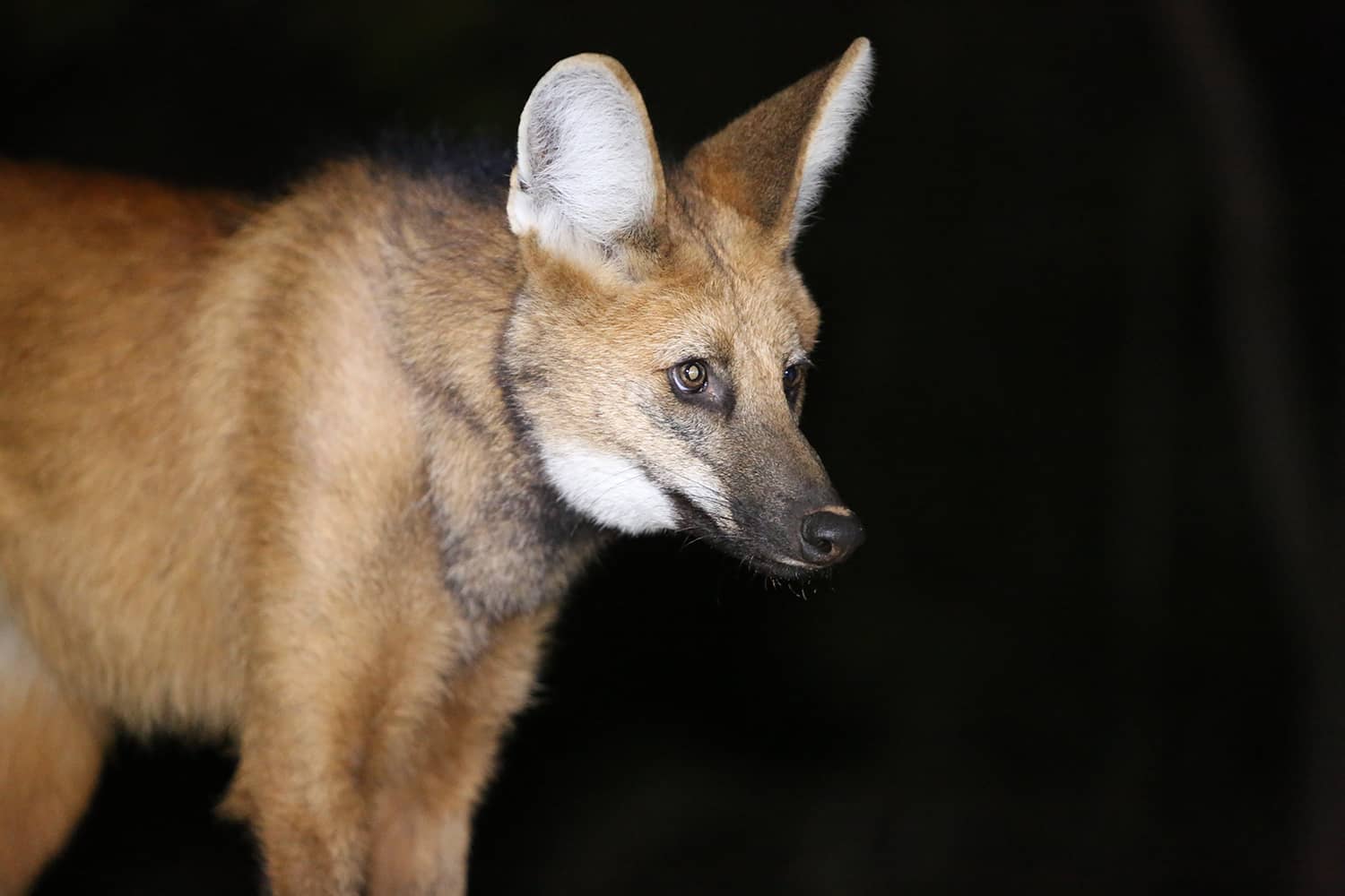SouthWIld Wolf Camps (16)